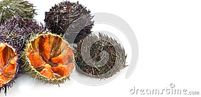 Sea Urchin with caviar close-up, isolated on white background. Fresh sea urchins border, delicatessen food Stock Photo