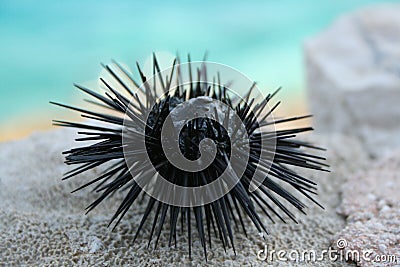 Sea urchin close-up in Greece Stock Photo