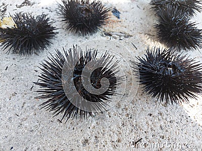 Sea Urchin close up, macro photo on the coast beach on the seaside Croatia, Dubrovnik Stock Photo