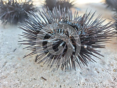 Sea Urchin close up, macro photo on the coast beach on the seaside Croatia, Dubrovnik Stock Photo