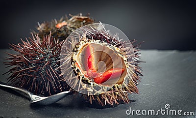 Sea Urchin closeup. Fresh sea urchins delicatessen food. Mediterranean food Stock Photo