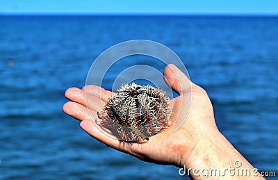 Sea urchin on the palm of a person against the sea Stock Photo