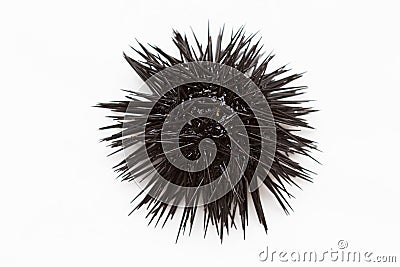 Sea urchin Stock Photo