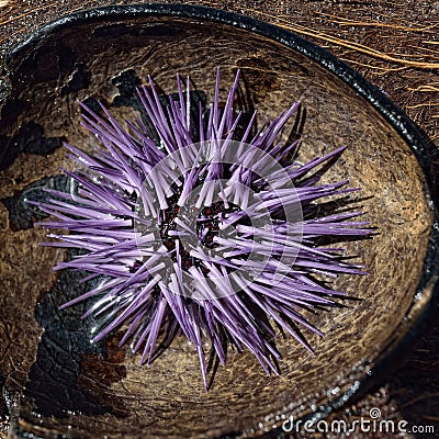 Sea Urchin Stock Photo