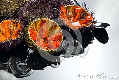 Sea Urchin rotating over gray background, close-up. Fresh open sea urchins Stock Photo