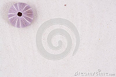 Sea urchin shell background Stock Photo