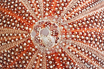 Sea Urchin Shell - Patterns In Nature Stock Photo