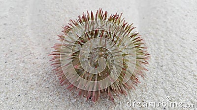 sea urchin, a spiny echinoderm Stock Photo