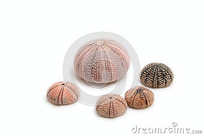 Sea Urchins Stock Photo