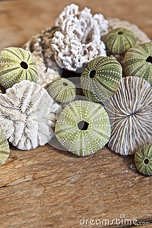 Sea urchins Stock Photo