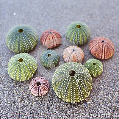 Sea urchins on the beach Stock Photo