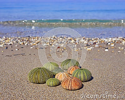 Sea urchins on the beach Stock Photo