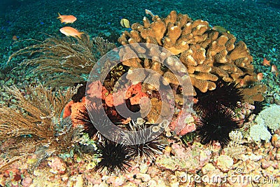 Sea urchins Stock Photo