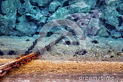 Sea urchins at the coast under water Stock Photo