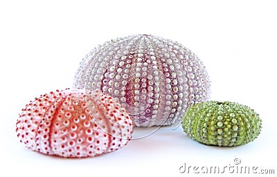 Sea Urchins Stock Photo