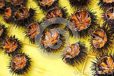 Sea urchins in Greece. Stock Photo