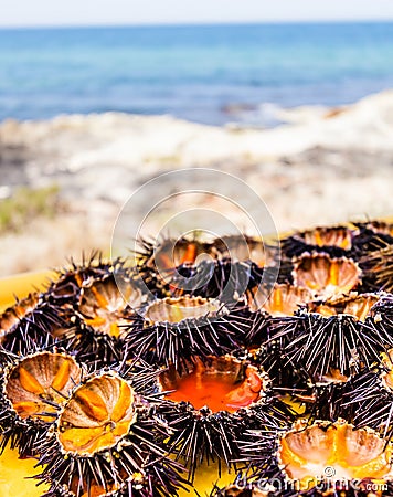 Sea urchins (ricci di mare) Stock Photo