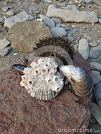 Sea urchins and shells on the stone. Tubes on the shell. Stock Photo