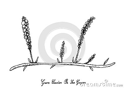 Hand Drawn of Sea Grape Seaweed on White Background Vector Illustration