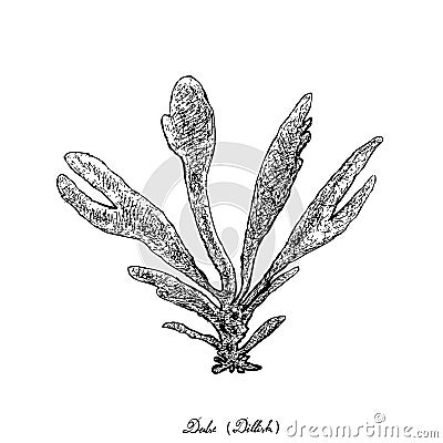 Hand Drawn of Dulse or Dillisk Seaweed on White Background Vector Illustration