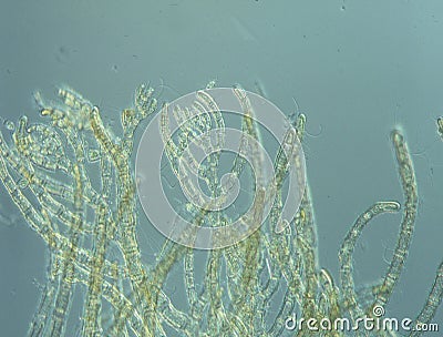 Sea water red algae Stock Photo