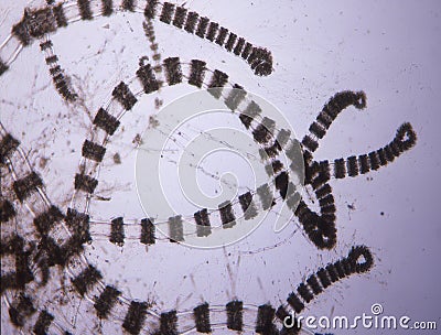 Sea water red algae Stock Photo