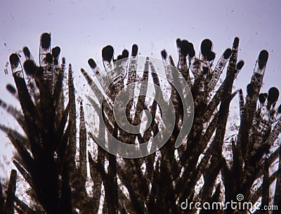 Sea water red algae Stock Photo