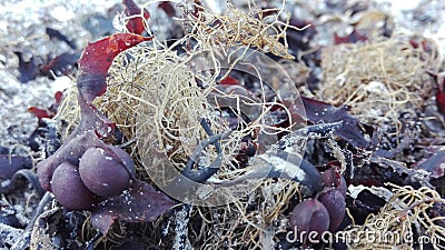 Sea weed Stock Photo