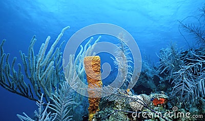 Sea Whips and Yellow Sponge Stock Photo