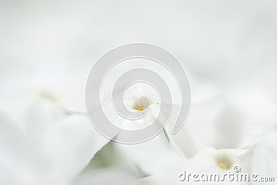 A sea of white flowers Stock Photo