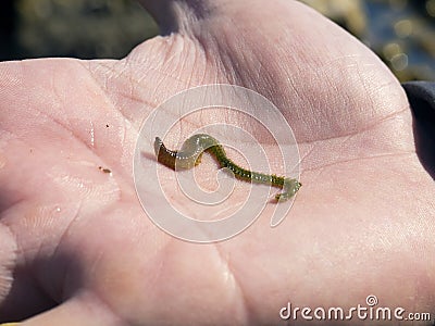 Sea worm on the human palm Stock Photo