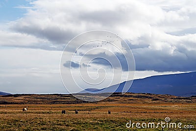 Sea of yellow grass in a cloudy day Stock Photo