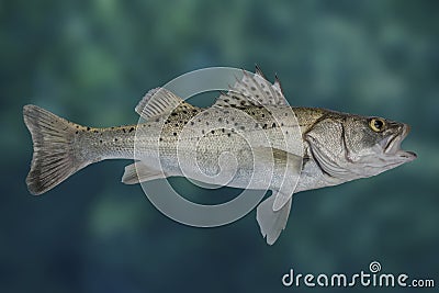 Seabass fish. Fresh alive sea bass on blurred water background Stock Photo