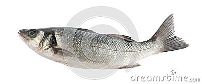 Seabass fish isolated without shadow Stock Photo