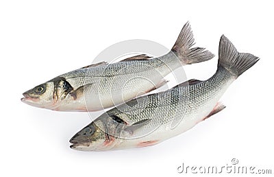 Seabass fish isolated on white background Stock Photo