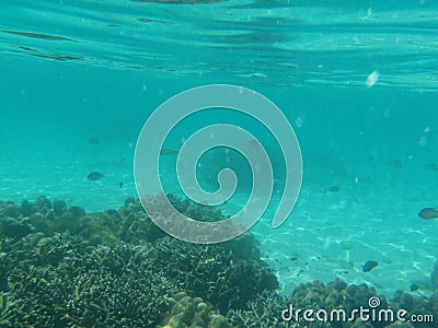 Seabed Stock Photo