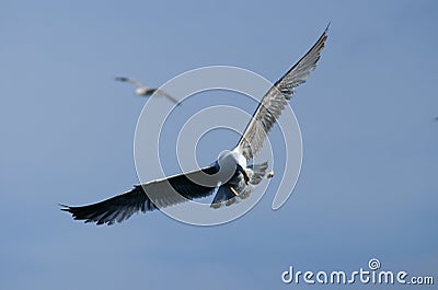 Seabird Stock Photo