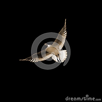 Seabird Stock Photo