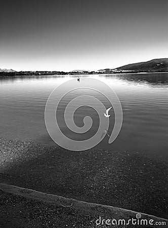 seabird flying above lake surface Stock Photo