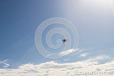 Seabird flying free high above the clouds in sunny blue sky Stock Photo