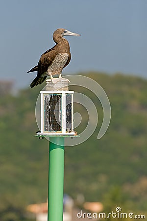 Seabird on maritime buoy Stock Photo