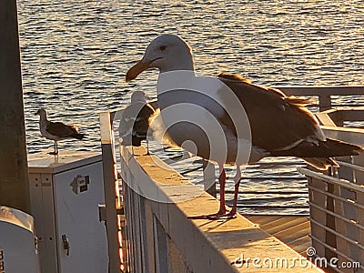 seabird seagull stands on a fence near the ocean in the sunset light on the expanse of ocean water Stock Photo