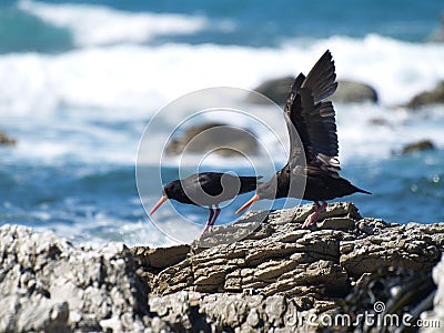 Seabirds in Kaikoura Stock Photo