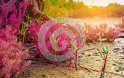 Seablite Sueda maritima growth in acid soil. Acid soil indicator plants. Red Seablite grow near dead tree on blurred background Stock Photo