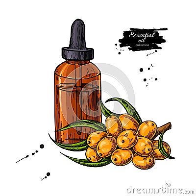 Seabuckthorn essential oil bottle with berry. Hand drawn vector Vector Illustration