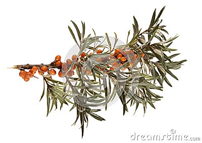 Seabuckthorn Stock Photo