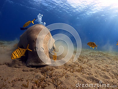 Seacow rests in a tranquil underwater setting on a sandy surface in Marsa Alam Stock Photo