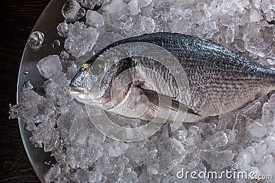 Seafood cooking preparation. Top view of dorado on ice. Stock Photo