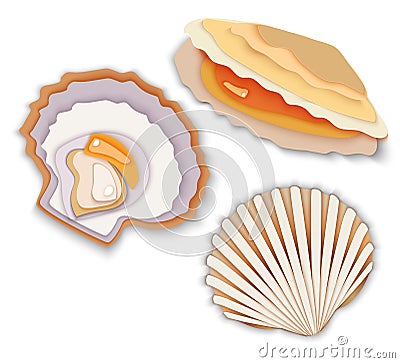 Seafood delicacy oysters maluski middy in the shell Vector Illustration