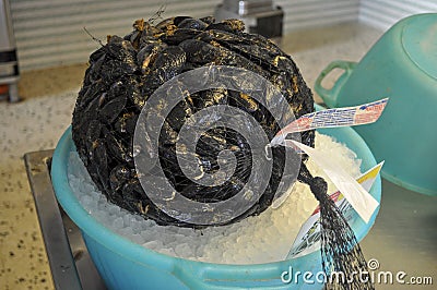 Seafood fresh only from Moria Mussels Italian. Stock Photo